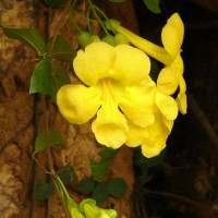 Dolichandra unguis-cati (L.) L.G.Lohmann